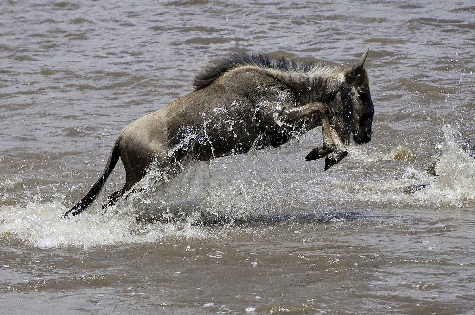 Mara Toto Camp: Flussüberquerung Mara Toto Camp: Flussüberquerung