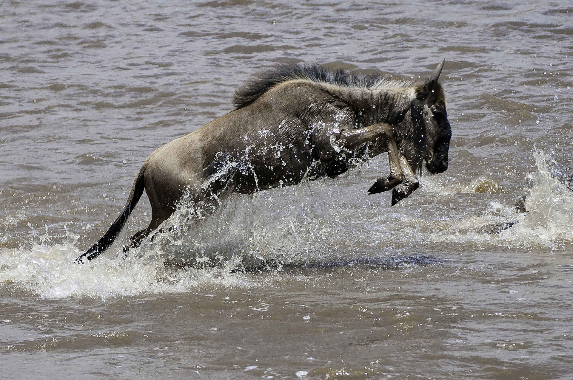 Mara Toto Camp: Flussüberquerung Mara Toto Camp: Flussüberquerung