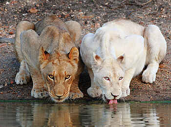Motswari Game Lodge: Löwen am Wasser