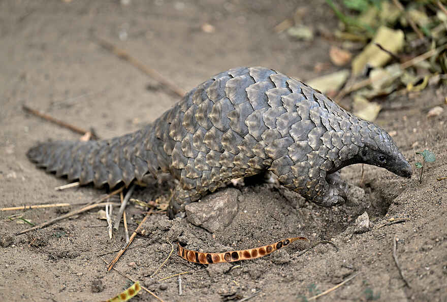 Muzimu Lodge: Schuppentier Muzimu Lodge: Schuppentier