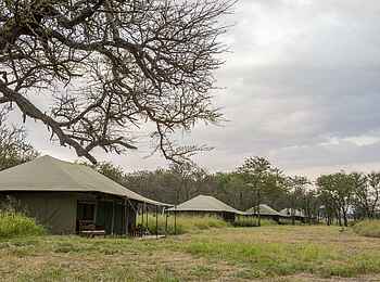 Naona Moru Camp: Gästezelte unter Bäumen