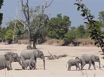 Norman Carr Safaris: Elefanten im Flussbett