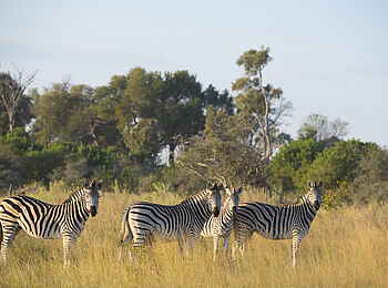 Qorokwe Camp: Zebras Qorokwe Camp: Zebras