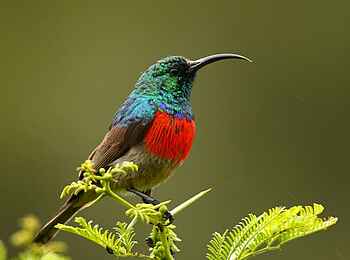 Riverdene Family Lodge: Bird Watching Riverdene Family Lodge: Bird Watching