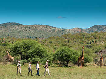 The Royal Madikwe: Walking Safari
