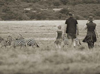 Saruni Wild: Spaziergang mit Zebras Saruni Wild: Spaziergang mit Zebras