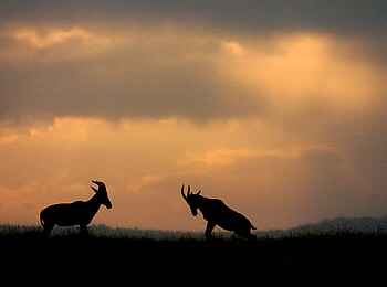 Serian Camp: Kämpfende Topi-Antilopen