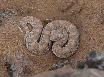 Serra Cafema: Hornotter