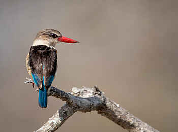 Singita Elela Luxury Lodge: Ein Braunkopfliest auf einem Ast Singita Elela Luxury Lodge: Ein Braunkopfliest auf einem Ast