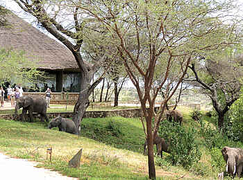 Tarangire Safari Lodge: Elefanten zu Gast Tarangire Safari Lodge: Elefanten zu Gast