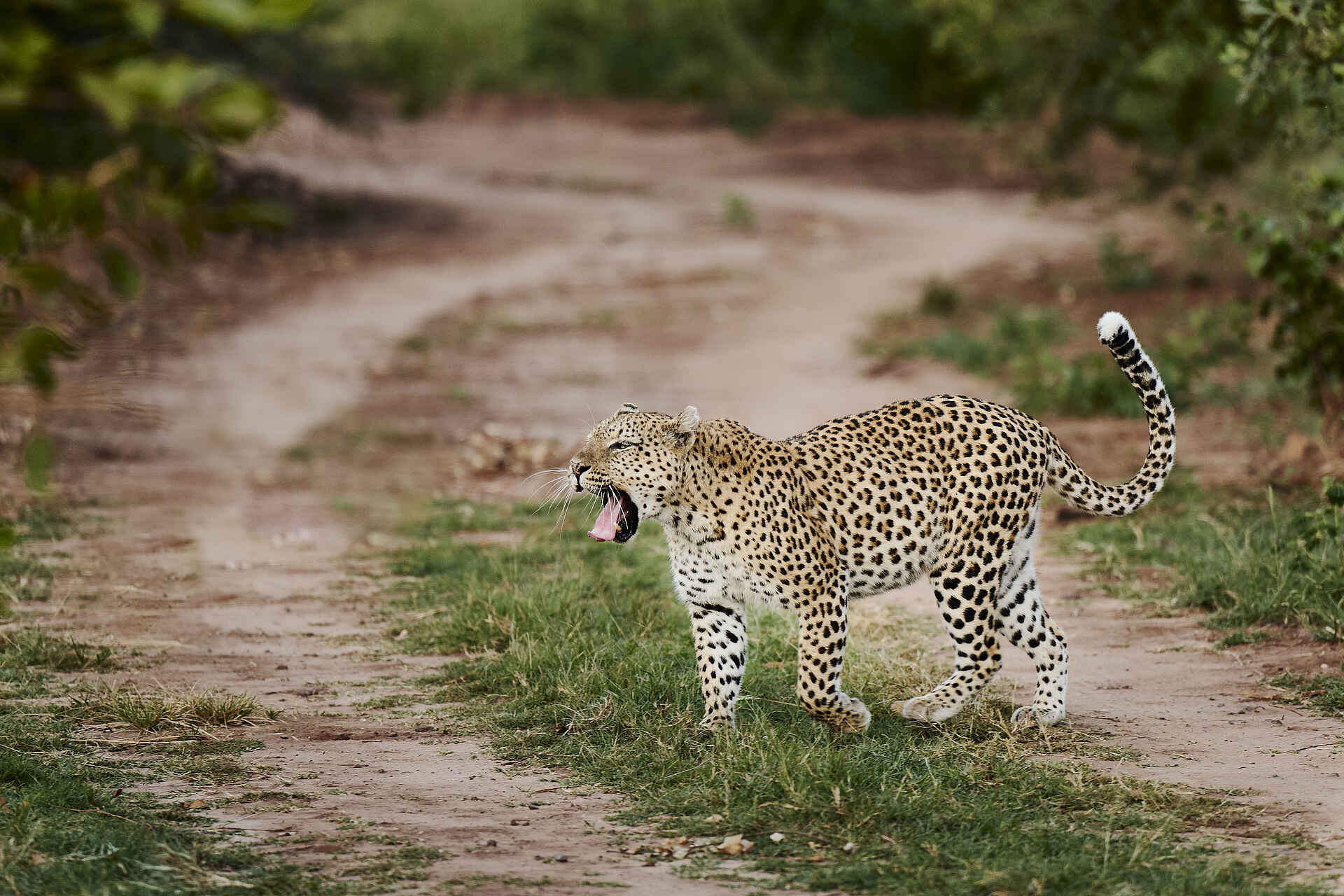 Victoria Falls River Lodge - Island Treehouse Suites: Ein Leopard