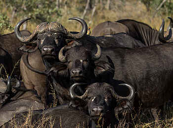 Cheetah Plains: Afrikanischer Schwarzbüffel Cheetah Plains: Afrikanischer Schwarzbüffel