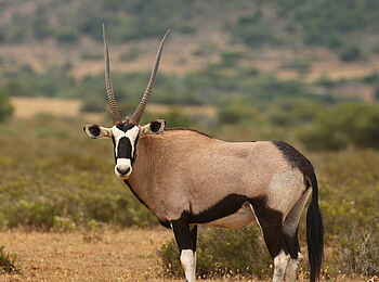 Founders Lodge by Mantis: Oryxantilope Founders Lodge by Mantis: Oryxantilope