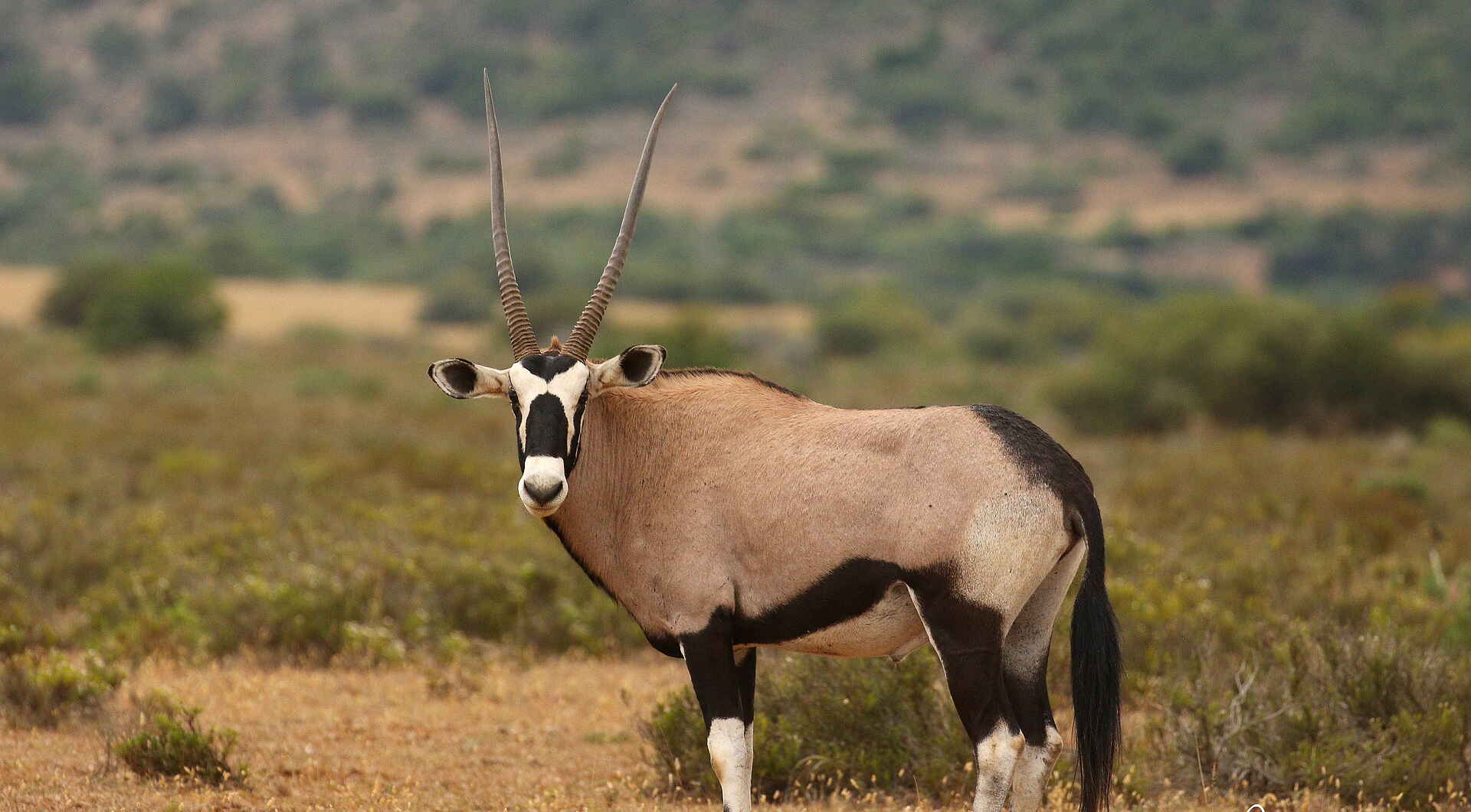 Founders Lodge by Mantis: Oryxantilope