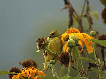 Ichumbi Gorilla Lodge: Gartenvogel
