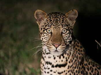 Mihingo Lodge: Leopard bei Nacht Mihingo Lodge: Leopard bei Nacht