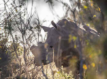 Mma Dinare Camp: Nashorn Mma Dinare Camp: Nashorn