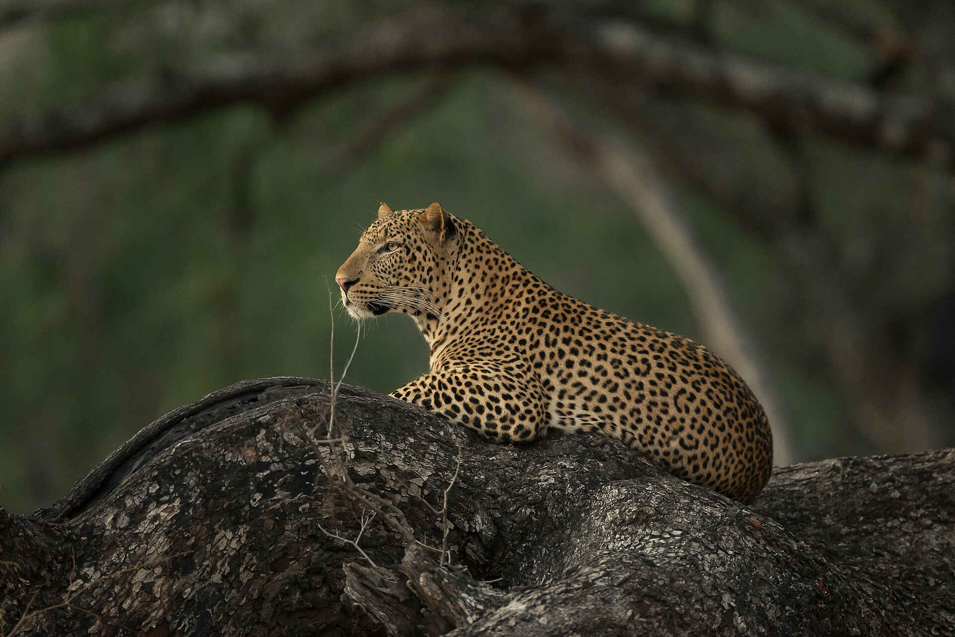Gavin Opie, Musilashi River, Nkonzi Bush Camp, South Luangwa National Park, Leopard, Game Drive, Afrikarma, Afrikarma Safaris, Afrikarma Safaris. Wildnis. Hautnah., Afrikarma.de