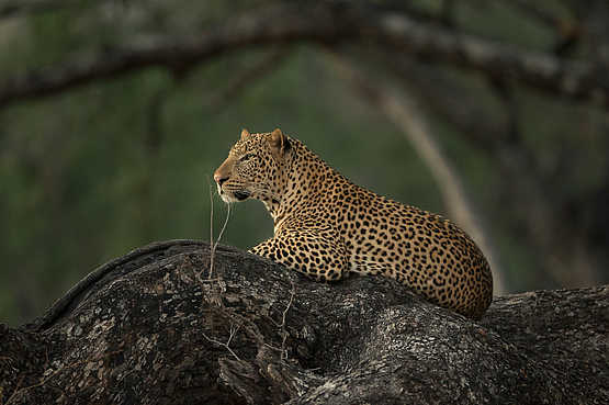 Nkonzi Bush Camp: Ausschauender Leopard Nkonzi Bush Camp: Ausschauender Leopard