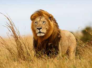 Olare Mara Kempinski: Löwenmännchen