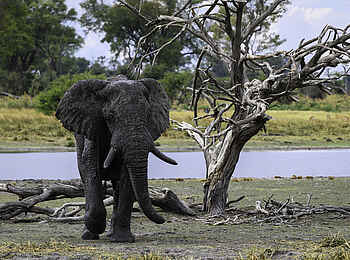 Qorokwe Camp: Elefantenbulle Qorokwe Camp: Elefantenbulle