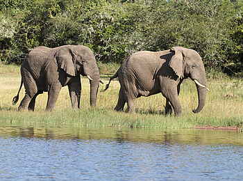 Ruzizi Tented Lodge: Zwei Elefanten unterwegs