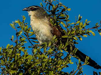 Selinda Camp: Weißbrauen-Spornkuckuck