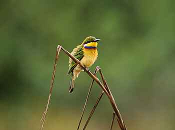 Sette Cama Eco Camp: Bee Eater