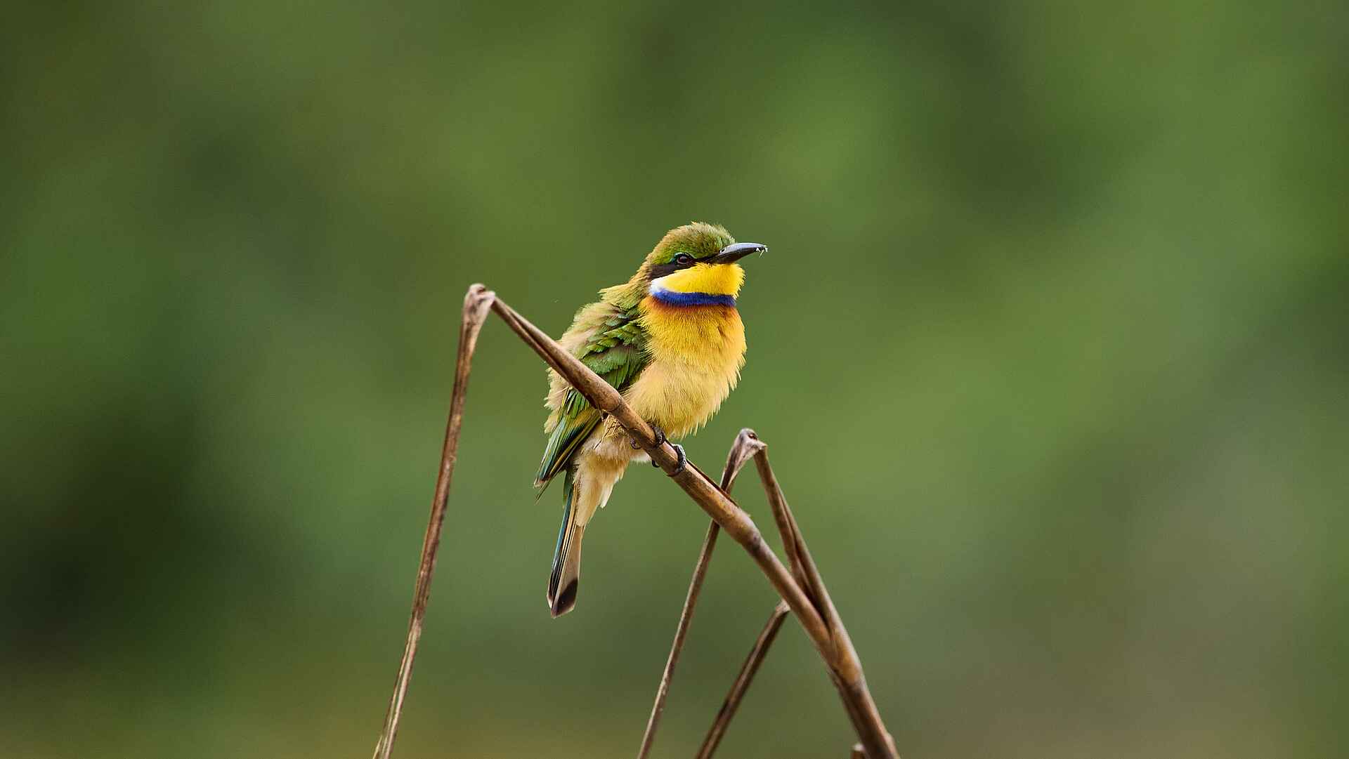 Sette Cama Eco Camp: Bee Eater Sette Cama Eco Camp: Bee Eater