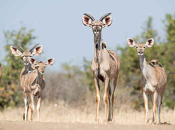 Singita Ebony Lodge: Neugierige Nyalas Singita Ebony Lodge: Neugierige Nyalas