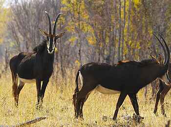 Camelthorn Lodge: Rappenantilopen in der Nähe von Mfagazaan Camelthorn Lodge: Rappenantilopen in der Nähe von Mfagazaan