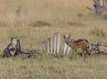 Camp Tawana: Schakal Camp Tawana: Schakal