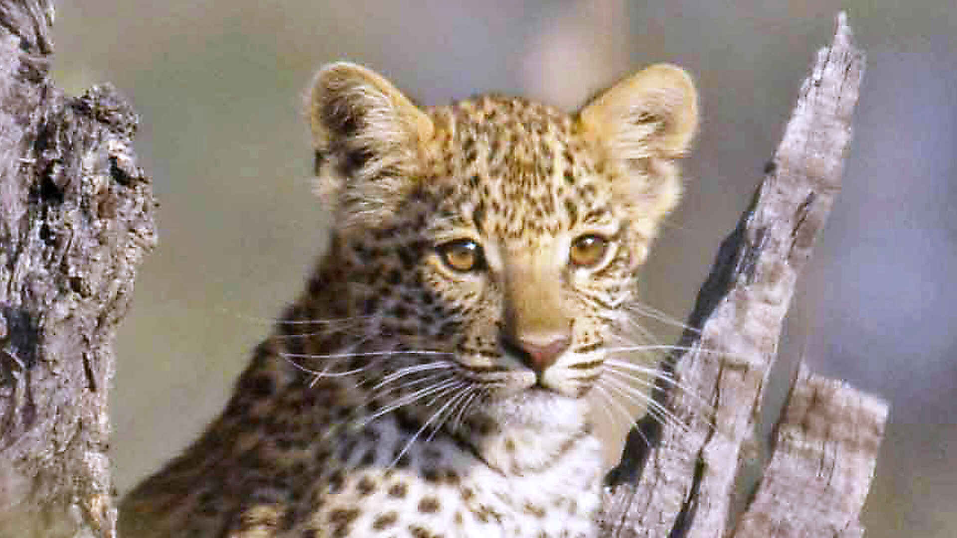 Camp Xakanaxa: Junger Leopard