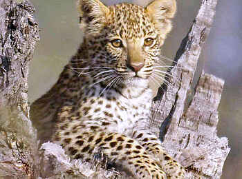 Camp Xakanaxa: Junger Leopard