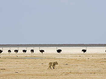 Encounter by Ongava: Löwe und eine Gruppe Strauße in der Etosha Pfanne