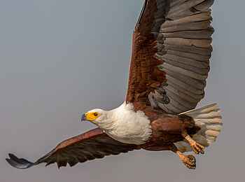 Kariega Main Lodge: Bird watching Kariega Main Lodge: Bird watching