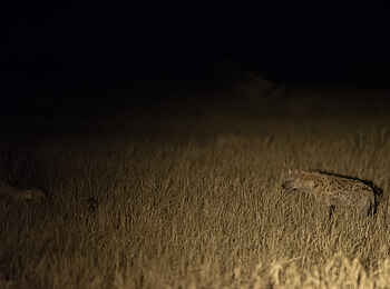 Kuro Tarangire: Hyäne bei Nacht Kuro Tarangire: Hyäne bei Nacht