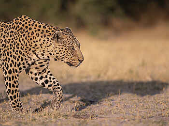 Little Mombo Camp: Leopard
