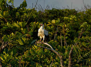 Loango Savannah Camp: Seeadler