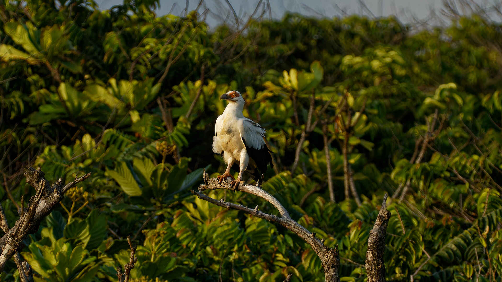 Loango Savannah Camp: Seeadler Loango Savannah Camp: Seeadler