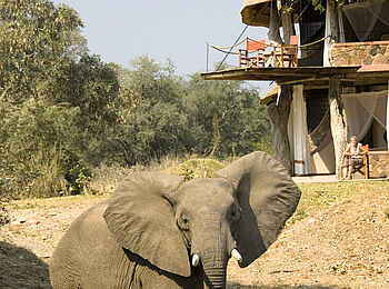Luangwa Safari House: Elefant vor dem Haus Luangwa Safari House: Elefant vor dem Haus