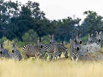 Mbamba: Aufmerksame Zebras Mbamba: Aufmerksame Zebras