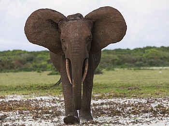 Nyanga Lodge: Elefant