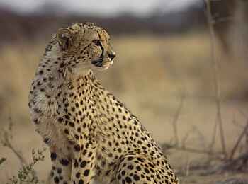 Okonjima Plains Camp: Gepard im Okonjima-Reservat Okonjima Plains Camp: Gepard im Okonjima-Reservat