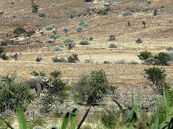 Palmwag Lodge: Elefanten im Uniab-Tal