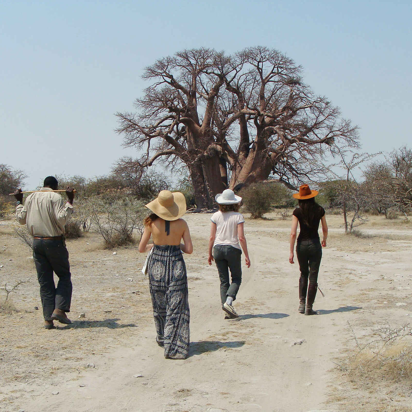 San Camp: Chapman's Baobab San Camp: Chapman's Baobab