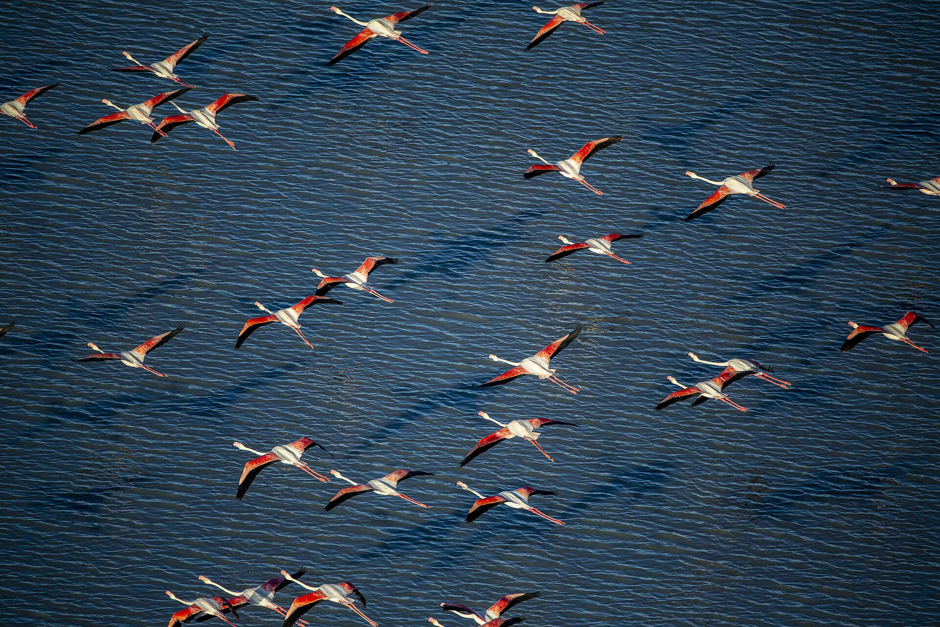 San Camp: Flamingos