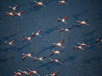 San Camp: Flamingos