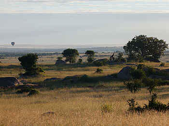 Sayari Camp: Game Drive