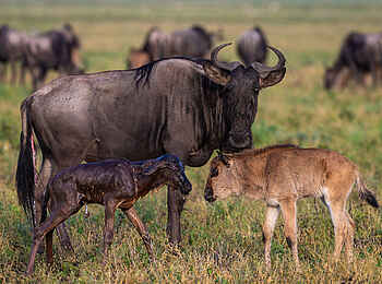 Serian's Serengeti Mobile Kusini Camp: Gnu mit Kalb